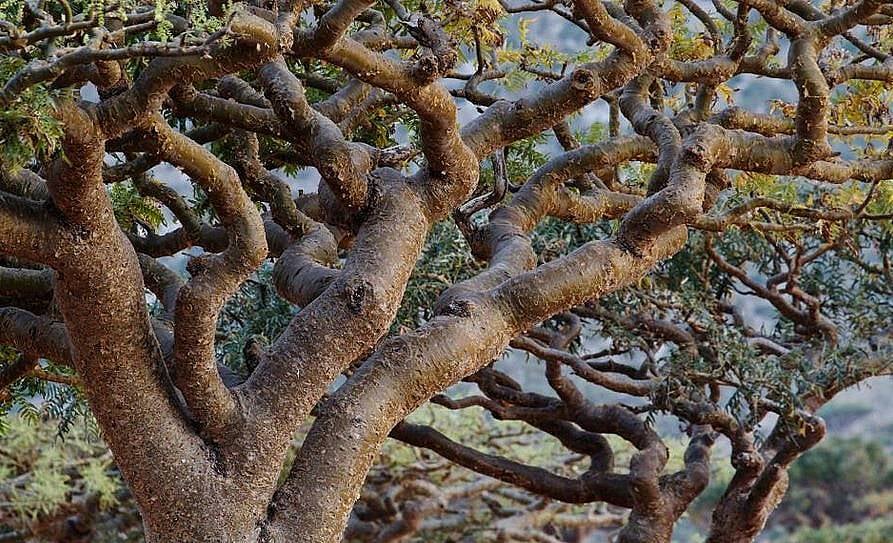 Тамянът като природен антидепресант – ароматът, който балансира ума Тамянът като природен антидепресант – ароматът, който балансира ума